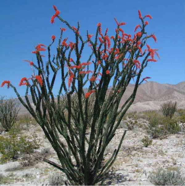 Ocotillo